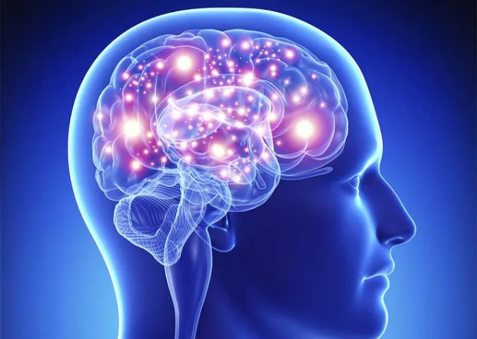 Brain illustration representing cognitive support from Alpha GPC